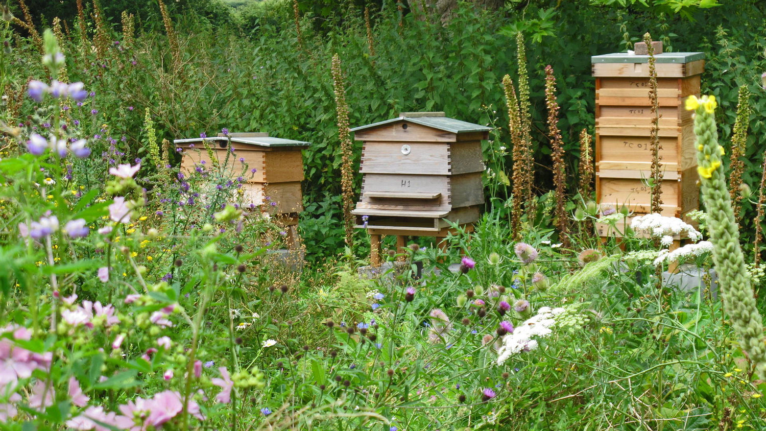 Do you hear the bees?