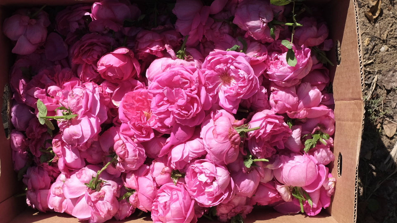 Rose Detox